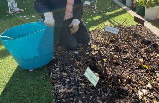 Hopetoun rose garden pruning