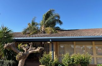 Hopetoun palm trees cut down