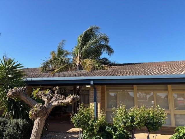 Hopetoun palm trees cut down