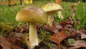 death cap mushroom